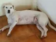 Pipoca