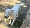 Pipoca