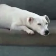 Pipoca