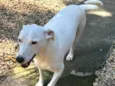 Pipoca