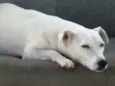 Pipoca
