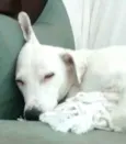 Pipoca