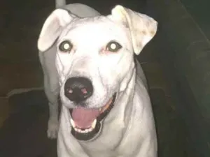 Cachorro raça  idade 4 anos nome Pipoca 
