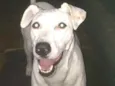 Pipoca