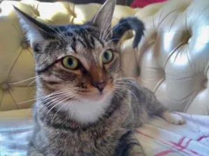 Gato raça SRD idade 2 a 6 meses nome Emanuel 