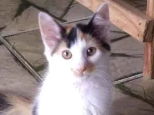 Gato raça  idade 2 a 6 meses nome procuram um lar!