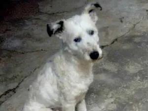 Cachorro raça  idade 4 anos nome Cícero 