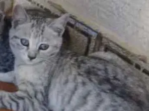 Gato raça SRD idade 2 a 6 meses nome Juju 