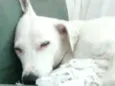 Pipoca