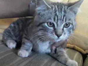 Gato raça SRD idade 2 a 6 meses nome Toni 