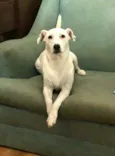 Pipoca