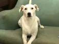 Pipoca