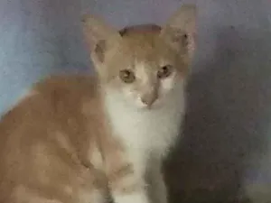 Gato raça  idade 2 a 6 meses nome procuram um lar!