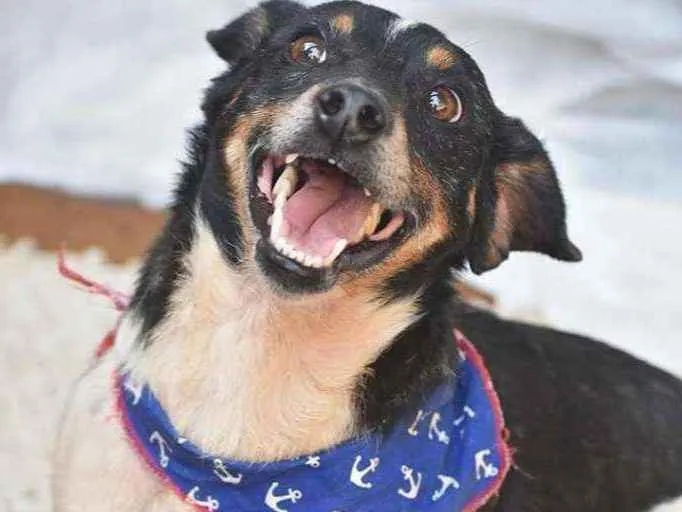 Cachorro ra a SRD idade 3 anos nome Vini