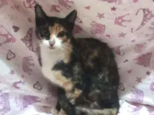 Gato raça SRD idade 1 ano nome Pétala 