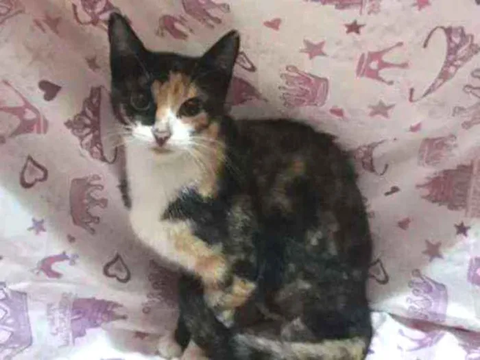 Gato ra a SRD idade 1 ano nome Pétala 