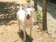 Pipoca