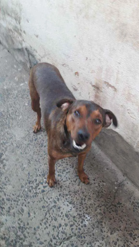 Cachorro ra a Srd idade 1 ano nome Marrom