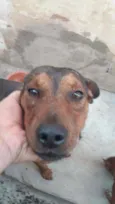 Marrom