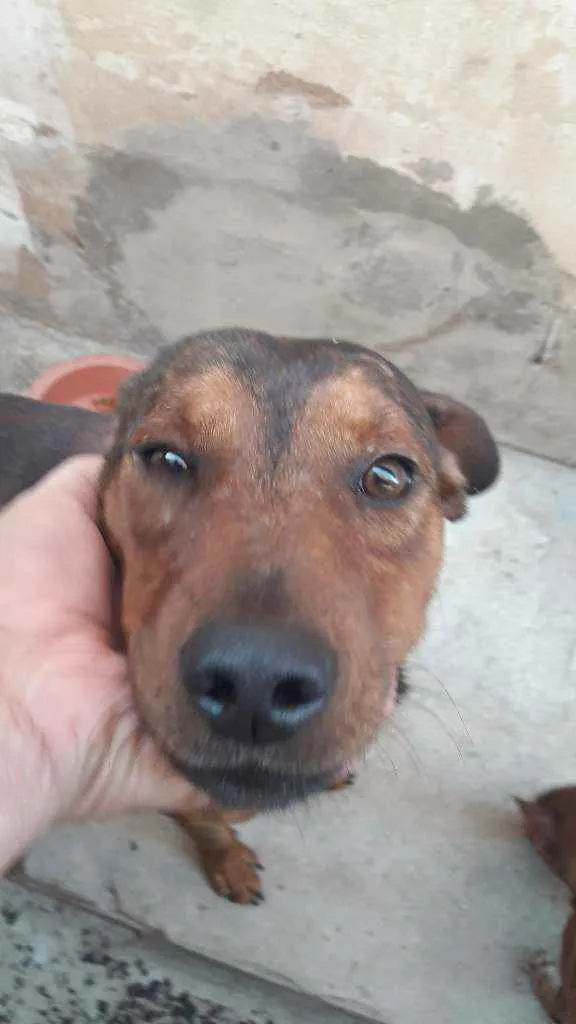 Cachorro ra a Srd idade 1 ano nome Marrom