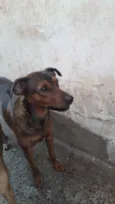 Marrom