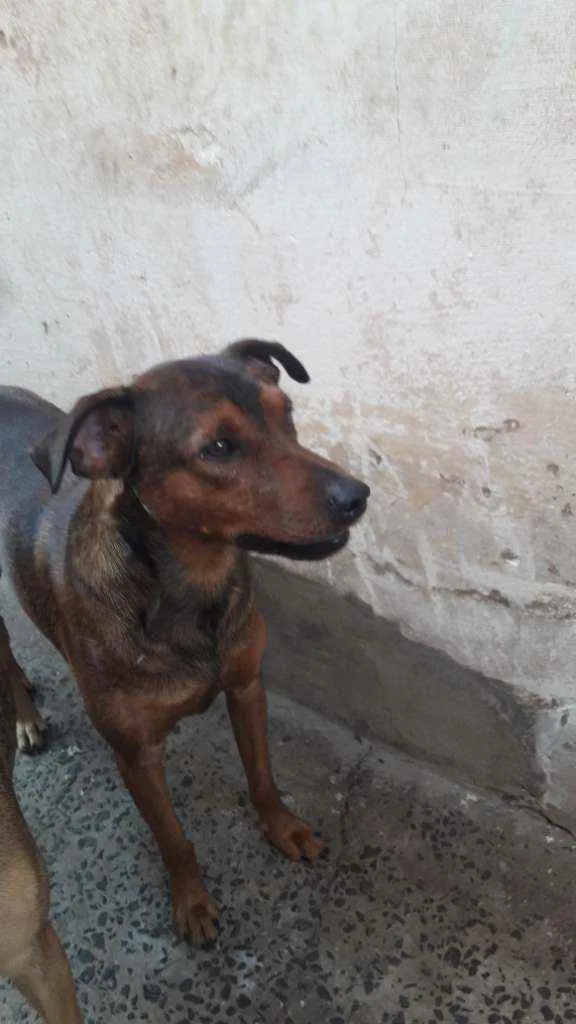Cachorro ra a Srd idade 1 ano nome Marrom