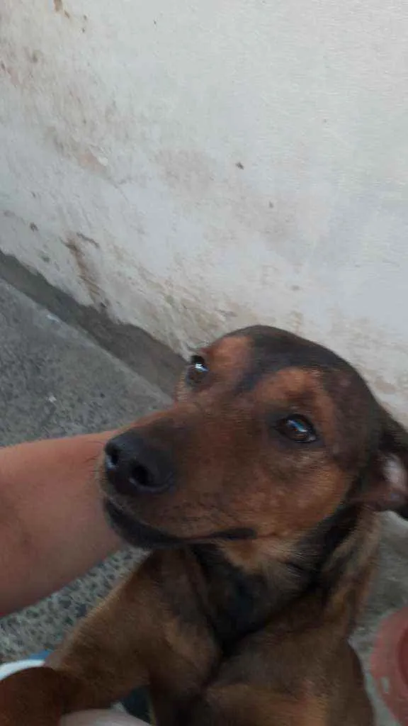 Cachorro ra a Srd idade 1 ano nome Marrom
