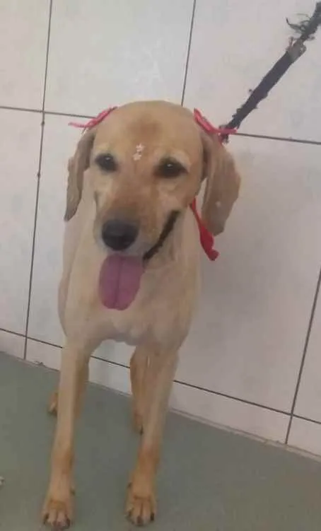 Cachorro ra a Misturado goldador idade 6 ou mais anos nome Paquita