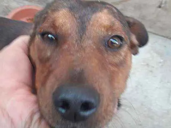 Cachorro ra a Srd idade 1 ano nome Marrom