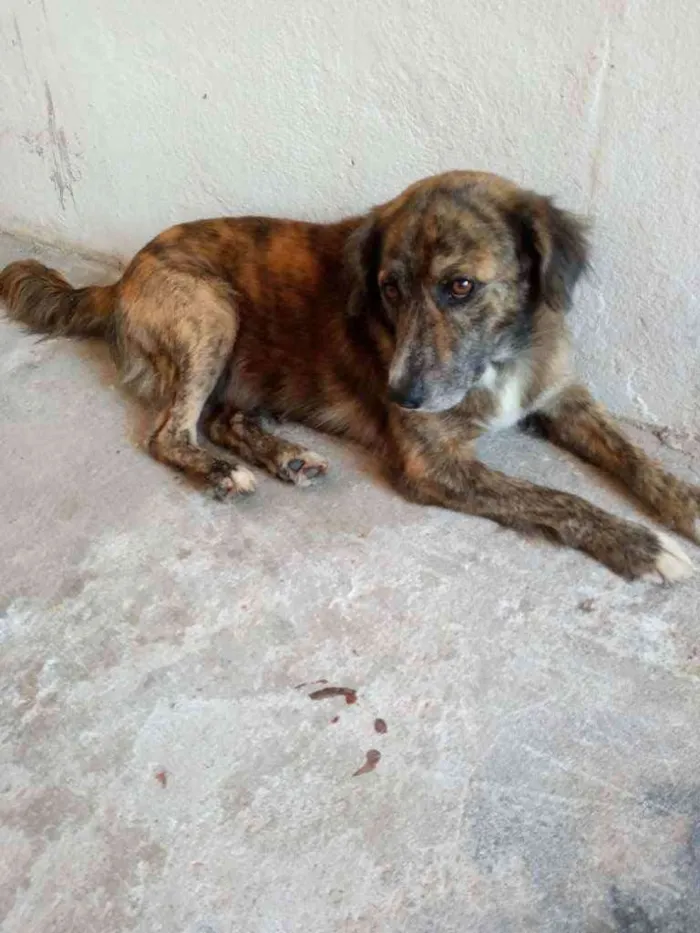 Cachorro ra a Srd idade 2 a 6 meses nome Não sei