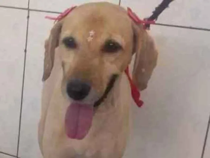 Cachorro ra a Misturado goldador idade 6 ou mais anos nome Paquita