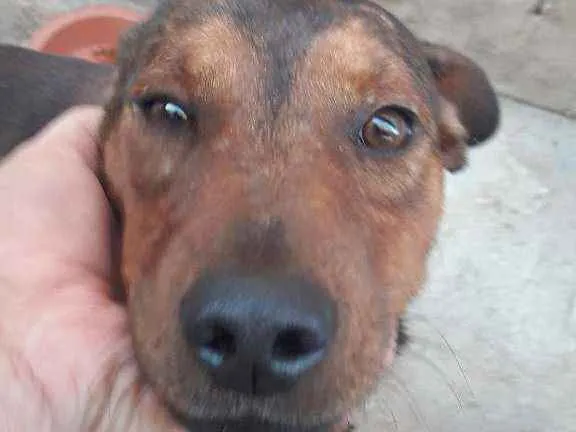 Cachorro ra a Srd idade 1 ano nome Marrom