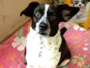 Cachorro raça  idade 2 anos nome Neguinha 