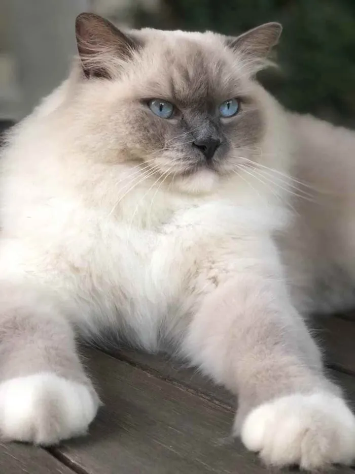 Gato ra a Ragdoll  idade 2 anos nome Chantilly 