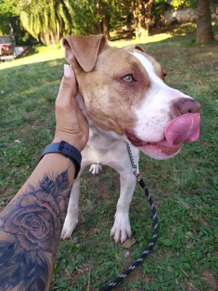 Cachorro ra a Pitty bull idade 1 ano nome Bruce 