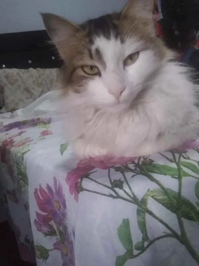 Gato ra a Indefinida idade 7 a 11 meses nome Zeus