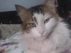 Gato raça Indefinida idade 7 a 11 meses nome Zeus