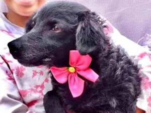 Cachorro raça  idade 3 anos nome Pérola 