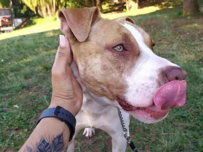 Cachorro ra a Pitty bull idade 1 ano nome Bruce 