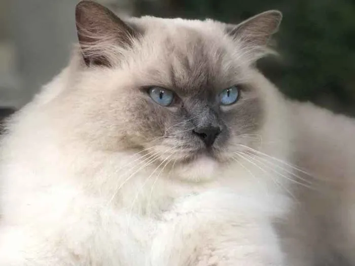 Gato ra a Ragdoll  idade 2 anos nome Chantilly 