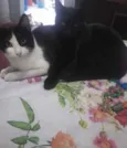 Stella e Anakin