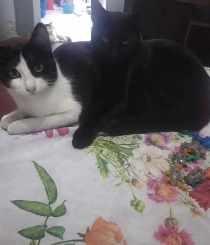 Gato ra a Indefinida idade 7 a 11 meses nome Stella e Anakin