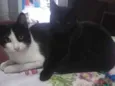 Stella e Anakin