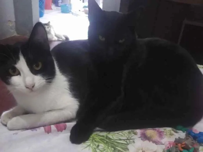 Gato ra a Indefinida idade 7 a 11 meses nome Stella e Anakin