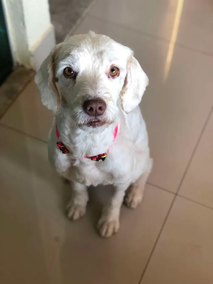 Cachorro ra a SRD (traços poodle) idade 2 anos nome Stela