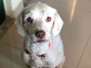 Cachorro raça SRD (traços poodle) idade 2 anos nome Stela
