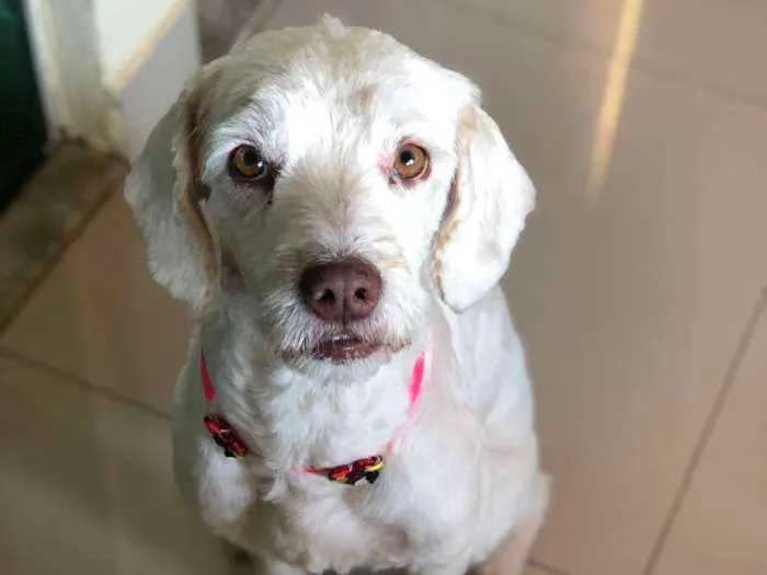Cachorro ra a SRD (traços poodle) idade 2 anos nome Stela
