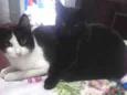 Stella e Anakin