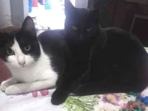 Gato raça Indefinida idade 7 a 11 meses nome Stella e Anakin