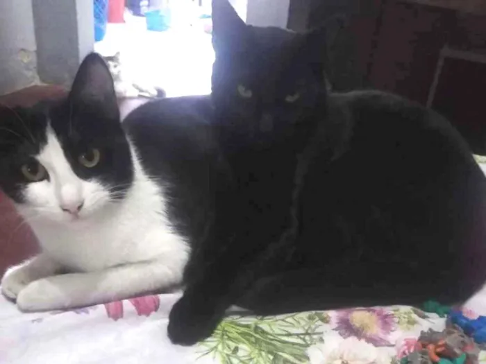 Gato ra a Indefinida idade 7 a 11 meses nome Stella e Anakin